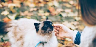 What-You-Should-Know-About-Calming-Cat-Treats-on-successtuff