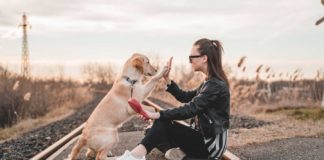 Top-Four-Best-Workouts-You-Can-Do-With-Your-Dog-on-successtuff