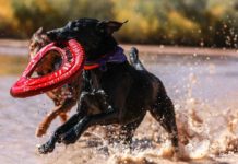 Things-You-Need-To-Know-About-the-Best-Toys-for-Dogs-on-successtuff