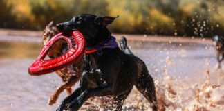 Things-You-Need-To-Know-About-the-Best-Toys-for-Dogs-on-successtuff