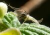 Midge-Madness-Banishing-Swarms-From-Your-Garden-Like-A-Pro-on-successtuff
