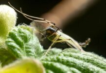 Midge-Madness-Banishing-Swarms-From-Your-Garden-Like-A-Pro-on-successtuff